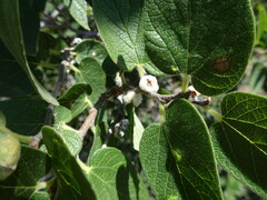 Celtis reticulata