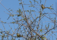 Stigmatura budytoides