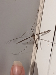 Tipula furca