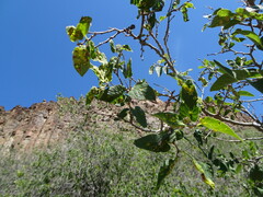 Celtis reticulata