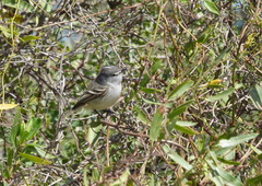 Serpophaga subcristata