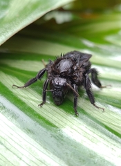Thoracobombus