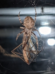 Larinioides sclopetarius