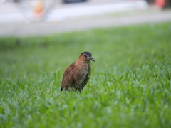 Gorsachius melanolophus