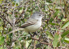 Serpophaga subcristata