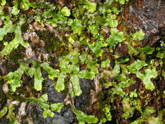 Conocephalum conicum