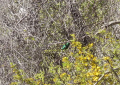 Chlorostilbon lucidus