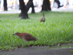 Gorsachius melanolophus