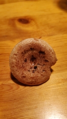 Lactarius quietus incanus