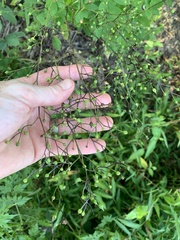 Scrophularia lanceolata