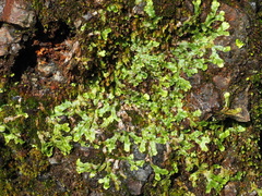 Conocephalum conicum