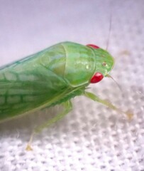 Gyponana