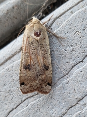 Noctuina
