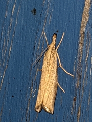 Agriphila