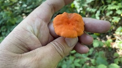 Cantharellus cinnabarinus