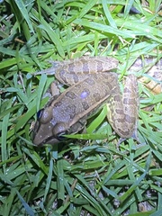 Lithobates berlandieri
