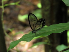 Pseudohaetera hypaesia