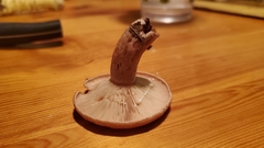 Lactarius quietus incanus