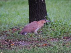 Gorsachius melanolophus