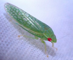 Gyponana