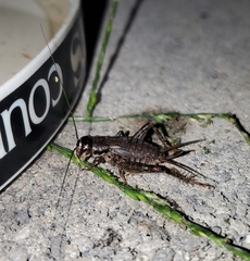 Velarifictorus micado