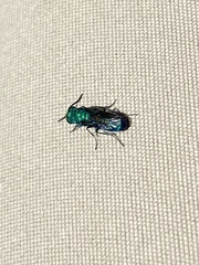 Chrysura
