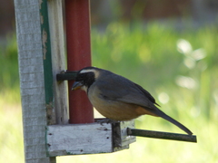 Saltator aurantiirostris