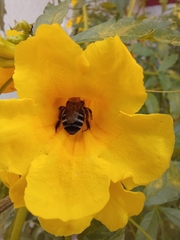 Apinae