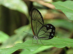 Pseudohaetera hypaesia