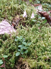 Linnaea borealis