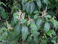 Miconia subseriata