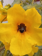 Apinae