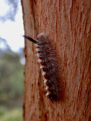 Lymantriinae