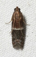 Moodna ostrinella