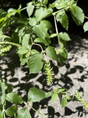 Achyranthes japonica