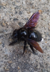 Neoxylocopa