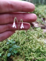 Linnaea borealis
