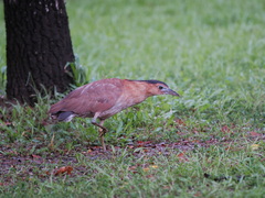 Gorsachius melanolophus