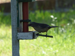 Saltator coerulescens