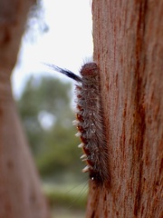 Lymantriinae