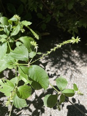 Achyranthes japonica