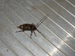 Astyleiopus variegatus