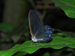 Pseudohaetera hypaesia