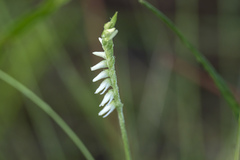 Spiranthes vernalis