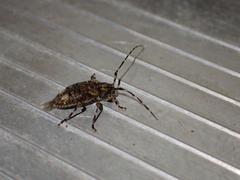 Astyleiopus variegatus