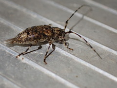 Astyleiopus variegatus