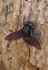 Neoxylocopa
