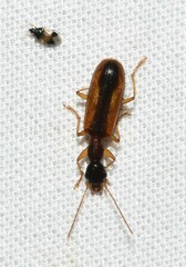 Leptotrachelus dorsalis