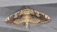 Pantographa limata