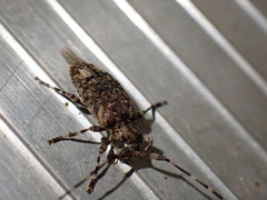 Astyleiopus variegatus